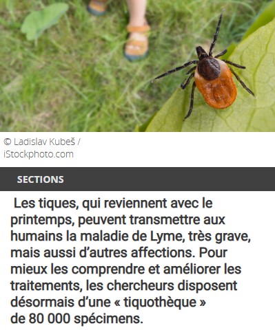 CNRS Lejournal - Tiques sous haute surveillance