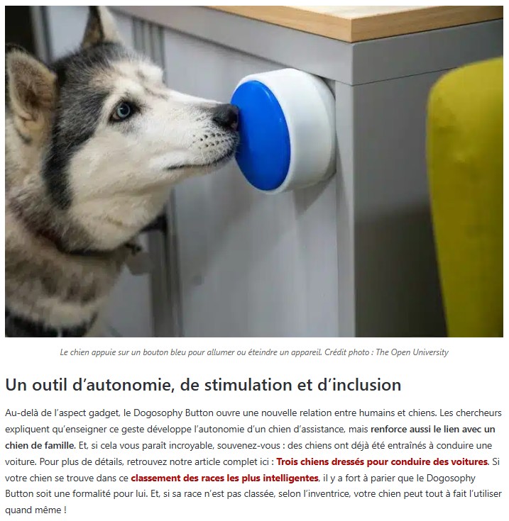 neozone - Le Dogosophy Button