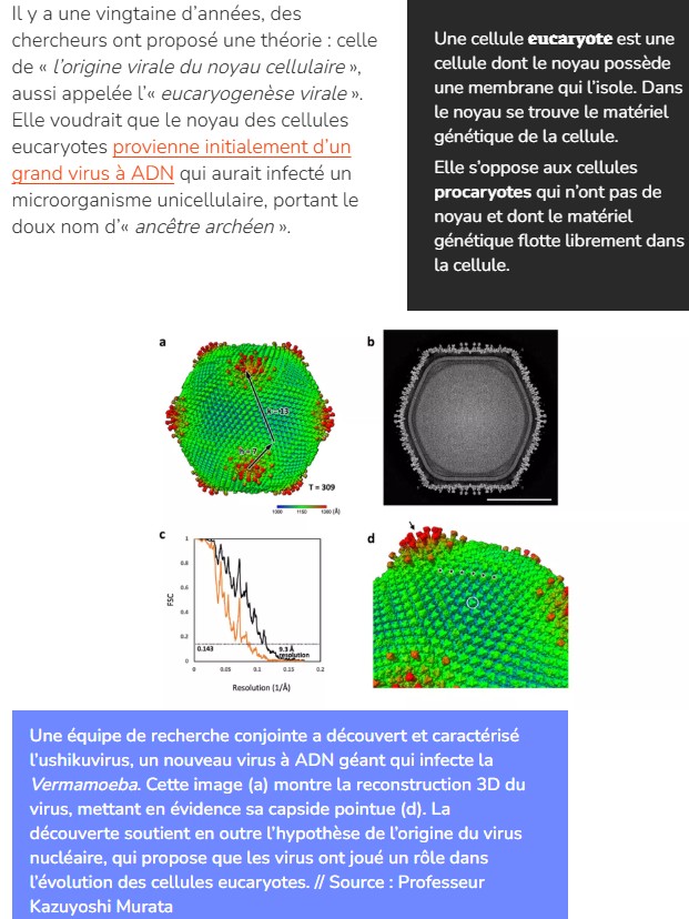 numerama - Un nouveau virus géant contient peut-être la clé de l’origine de la vie