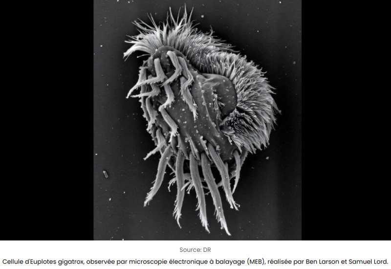 sciencepost - Cette cellule microscopique se transforme spontanément en prédateur cannibale — et dévore ses clones toutes les dix minutes