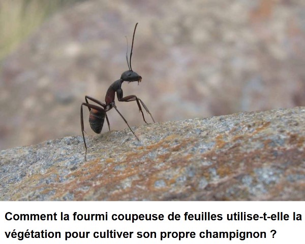 sciencepost - l'agriculture par des fourmis il y a déjà 60 millions d'années
