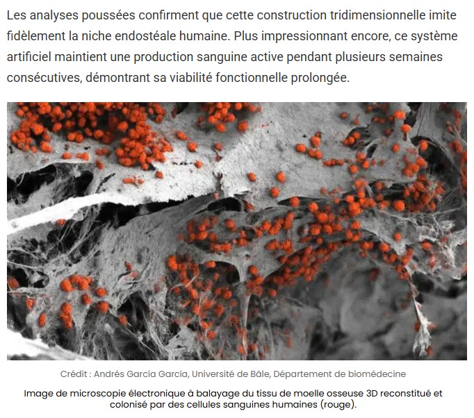 sciencepost - reproduire artificiellement la moelle osseuse humaine dans toute sa complexité stupéfiante