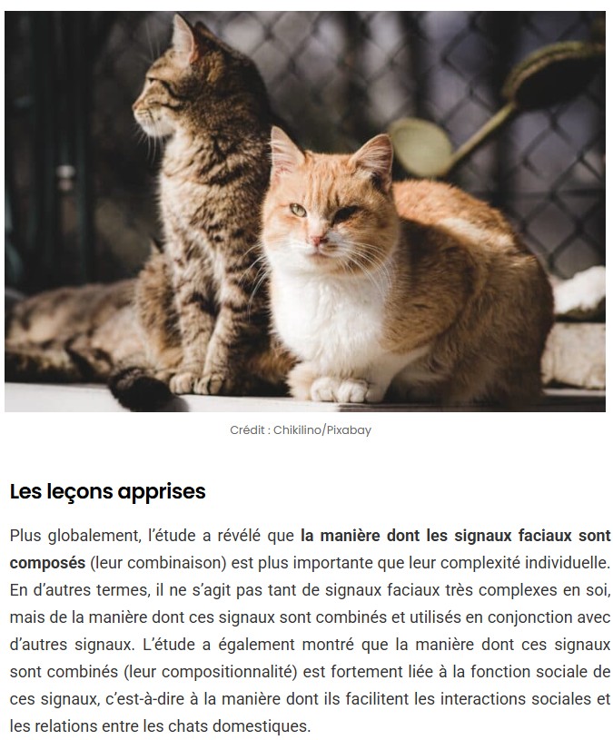 sciencepost - Vous pensez que votre chat ne fait rien ? Il utilise en réalité près de 300 expressions faciales pour communiquer