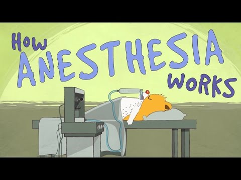 How_does_anesthesia_work_-_Steven_Zheng.jpg
