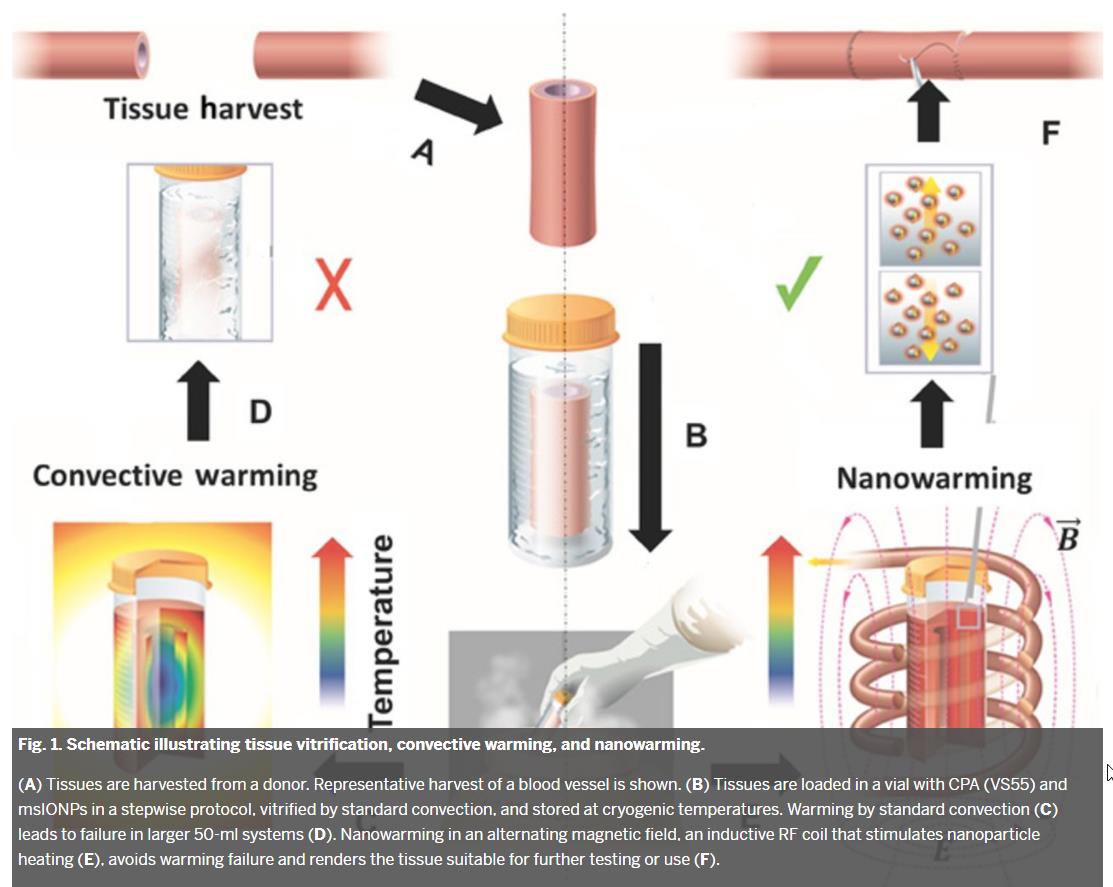 Improved_tissue_cryopreservation_using_inductive_heating_of_magnetic_nanoparticles.jpg