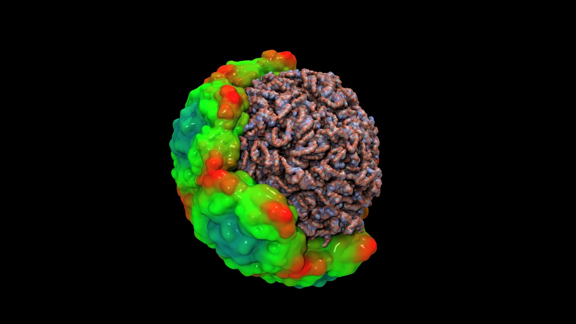 Rhinovirus-3.jpg