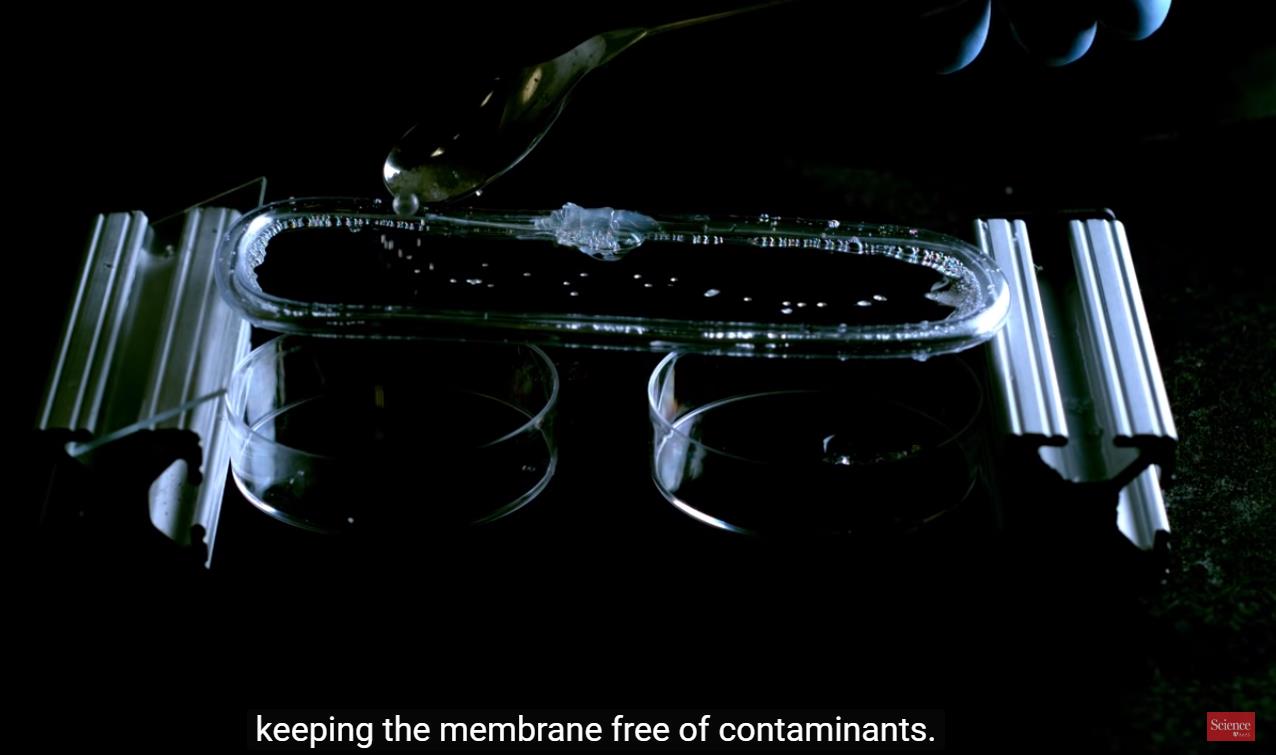 This improbable membrane can trap flies in a jar—and odor in a toilet.jpg