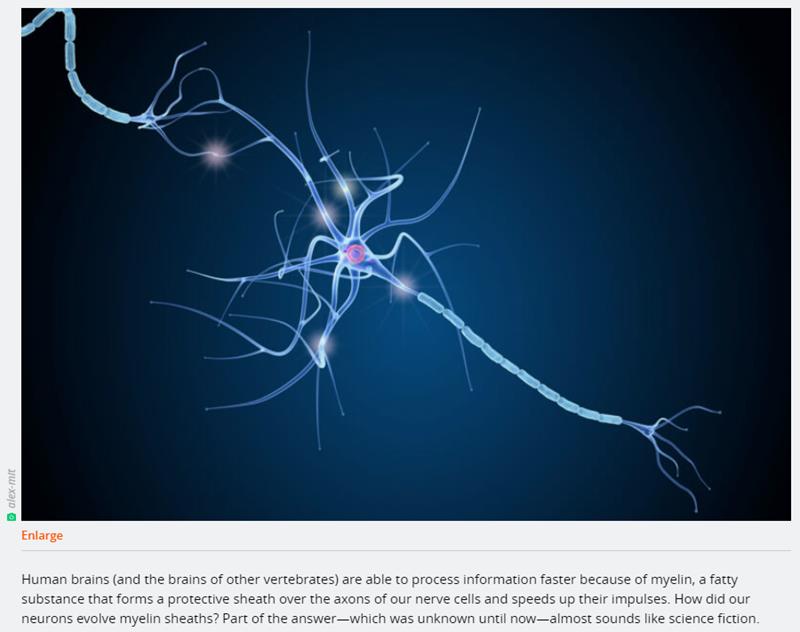 An RNA has been adopted to help the production of myelin, a key nerve protein.