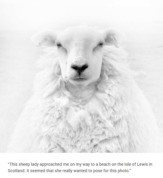 boredpanda - “Portrait Of A Sheep”⁠ By Jens Winkler⁠