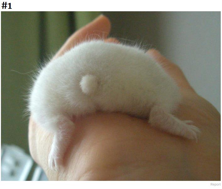 boredpanda.com cute-hamster-butts.jpg