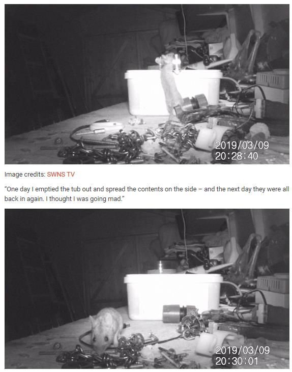 boredpanda.com mouse-tidying-garden-shed-night-pensioner-discovered-stephen-mckears.jpg