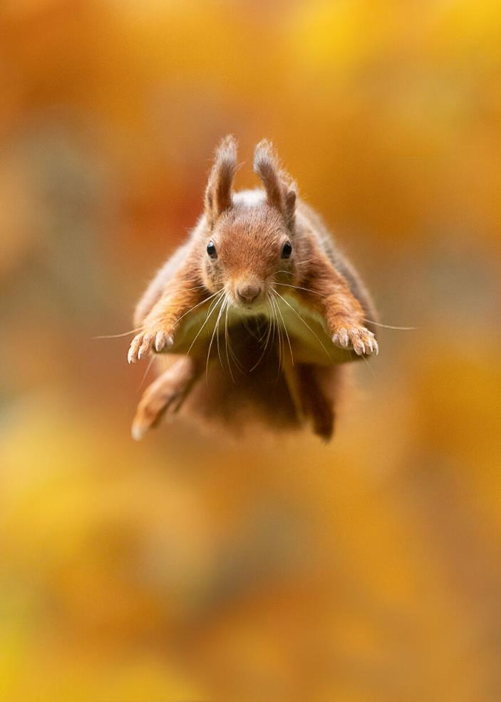 boredpanda.com photographer-captures-jumping-squirrel-in-fall-forest-and-other-animals-dickvanduijn.jpg