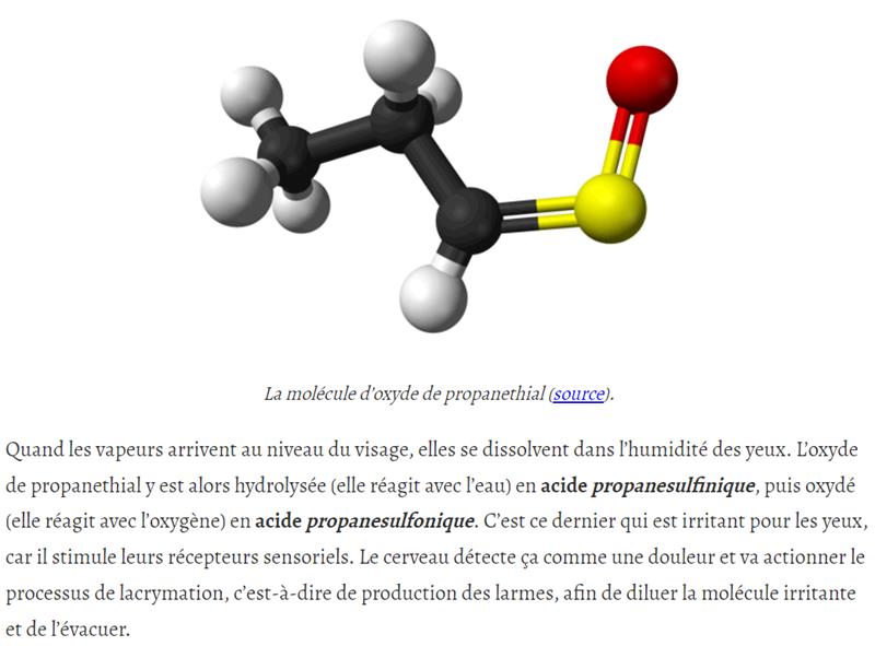 Couleur Science (Timo) - Pourquoi les oignons nous font pleurer ?