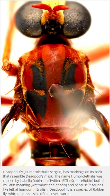 csiro.au Deadpool-fly-among-new-species-named-by-CSIRO.jpg
