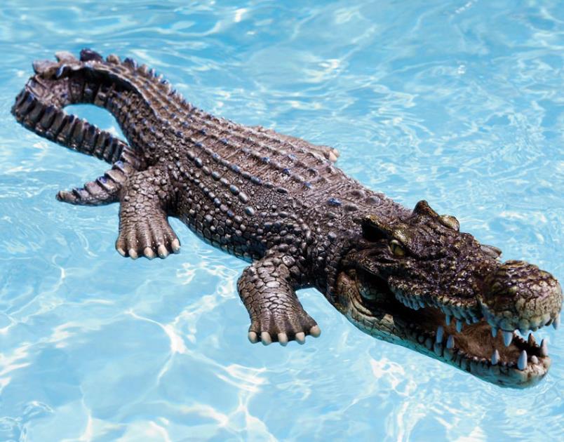 dudeiwantthat.com floating-crocodile-pool-pond-decoy.jpg