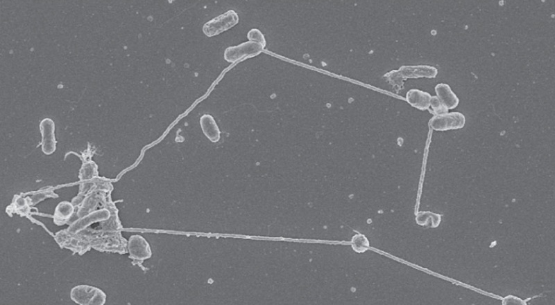 e-coli-nanotubes.jpg