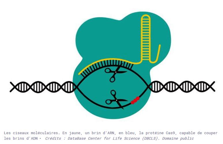 edition_genetique_CRISPR-CAS9.jpg