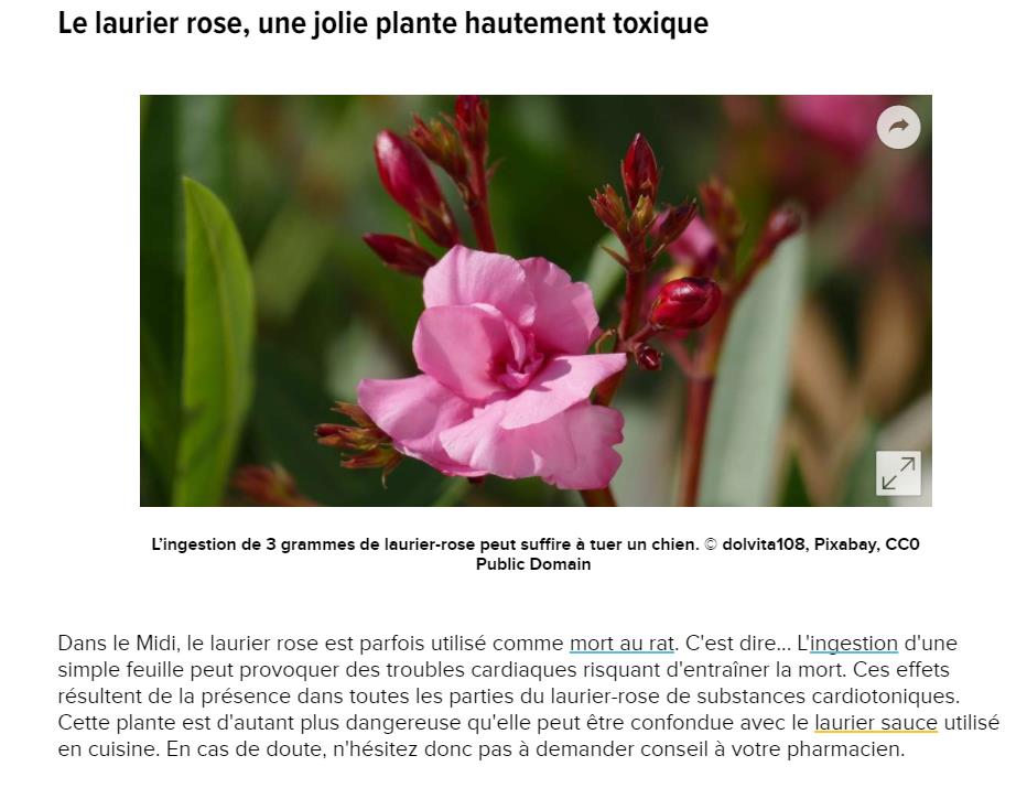 futura-plante-10-plantes-plus-toxiques-on-rencontre-france.jpg