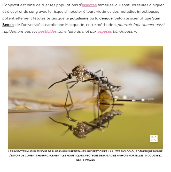 futura-sciences - Des moustiques au sperme « toxique », pour tenter de limiter la population