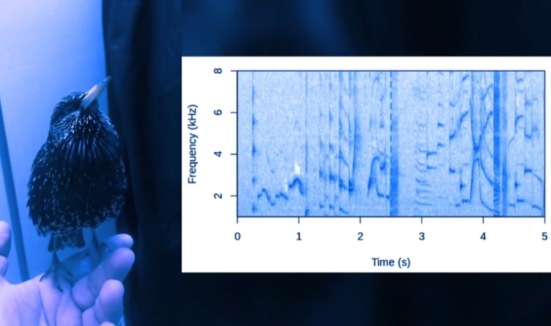 futura-sciences - Cette espèce d’oiseau reproduit les sons de R2-D2 avec une précision folle… écoutez la ressemblance