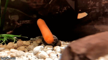 geekologie.com what-is-going-on-here-snail-playing-with-carrot.gif