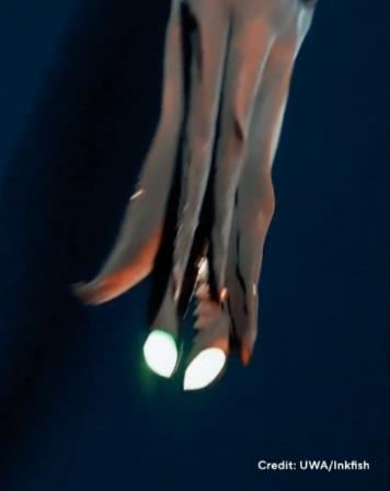 Rare deep-sea squid caught on camera