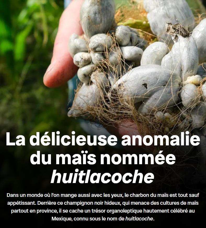 Le charbon du maïs est une maladie du maïs causée par un champignon pathogène, Ustilago maydis