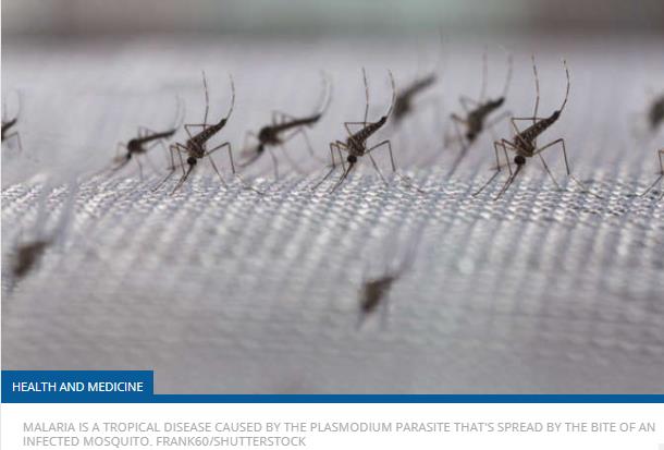 iflscience.com drug-that-makes-human-blood-deadly-to-mosquitoes-reduces-spread-of-malaria.jpg