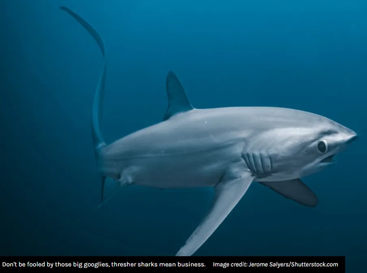 iflscience - The Thresher Shark, A Goofy Predator That Whips Up Cavitation Bubbles To Stun Prey