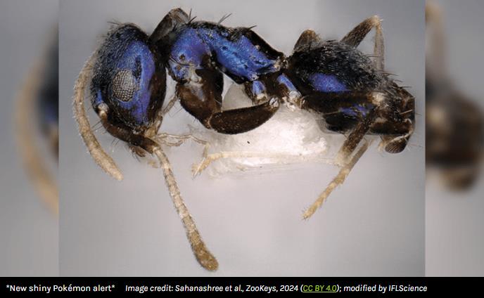 Metallic Blue Ant Discovered In Remote India