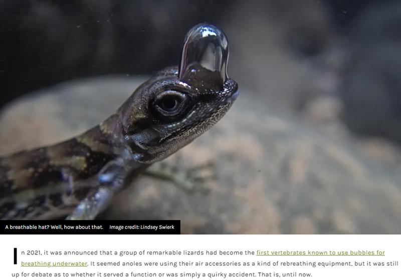 iflscience - Scuba-Diving Anoles’ Bubble Hats Proven To Lengthen Dives For The First Time