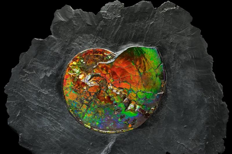 iflscience - This 71-Million-Year-Old Ammonite Is Also A Rare And Iridescent Gemstone