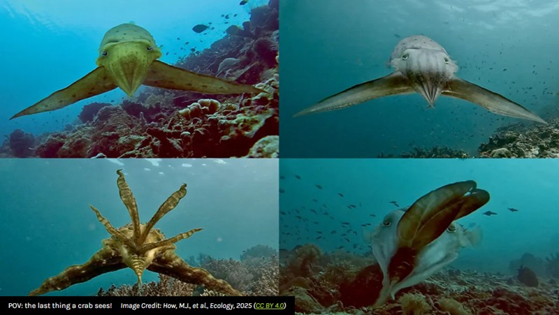 iflscience - Watch Cuttlefish Coming In For The Kill One Magnificent Display At A Time