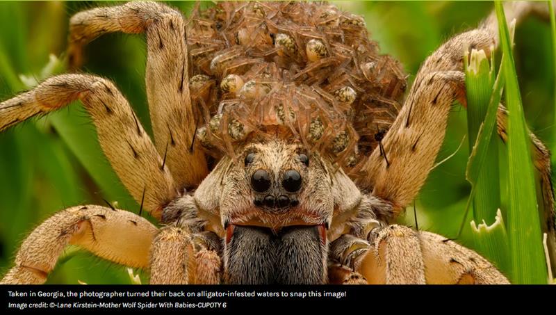 iflscience - Wolf Spider Babies And Fish Eats Fish: Close-Up Photographer Of The Year's Stunning Shortlist