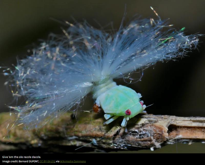 iflscience - You Are Not Ready For The Wacky Waxy Displays Of Planthopper Nymphs