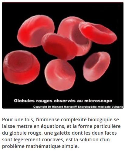images.math.cnrs.fr Le-globule-rouge.jpg