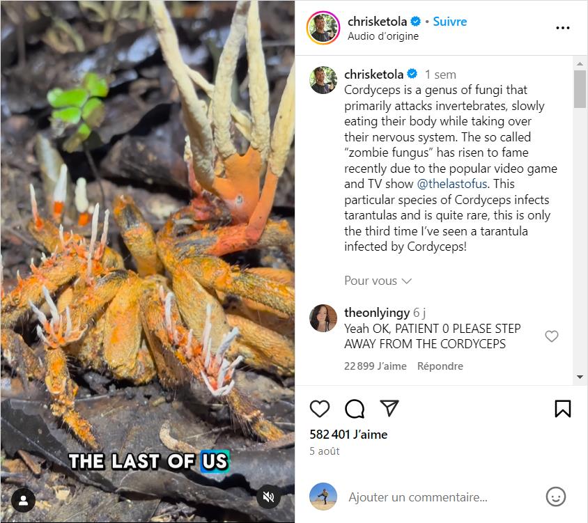 chrisketola - This particular species of Cordyceps infects tarantulas and is quite rare