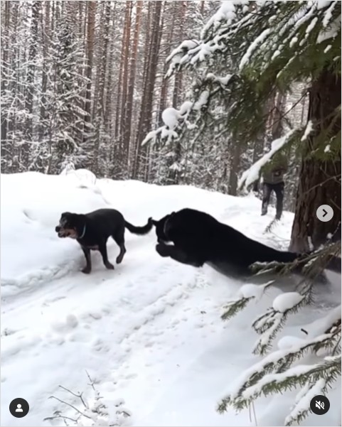 love_animalsgram - Winter adventures with family @luna_the_pantera
