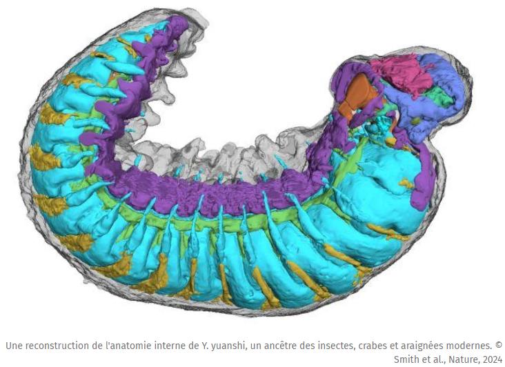 JDG - Ce fossile exceptionnel est la clé de 500 millions d’années d’évolution