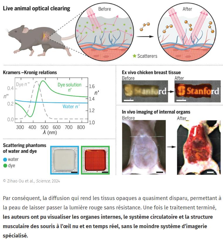 JDG - Des chercheurs rendent (le peau) des souris transparentes grâce à un colorant alimentaire