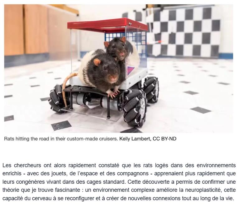 Korben - Des rats qui conduisent ? Oui et en plus, ils adorent ça !