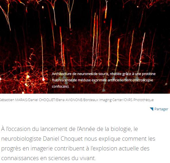 lejournal.cnrs.fr comment-limagerie-revolutionne-la-biologie.jpg