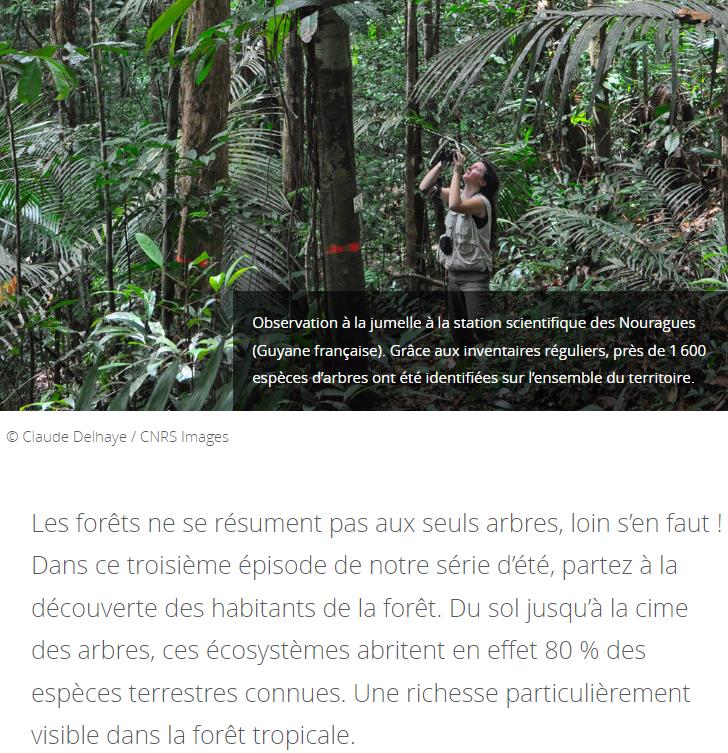 CNRS Lejournal - La forêt, un réservoir de biodiversité fragilisé