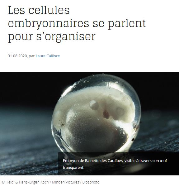 lejournal.cnrs.fr les-cellules-embryonnaires-se-parlent-pour-sorganiser.jpg