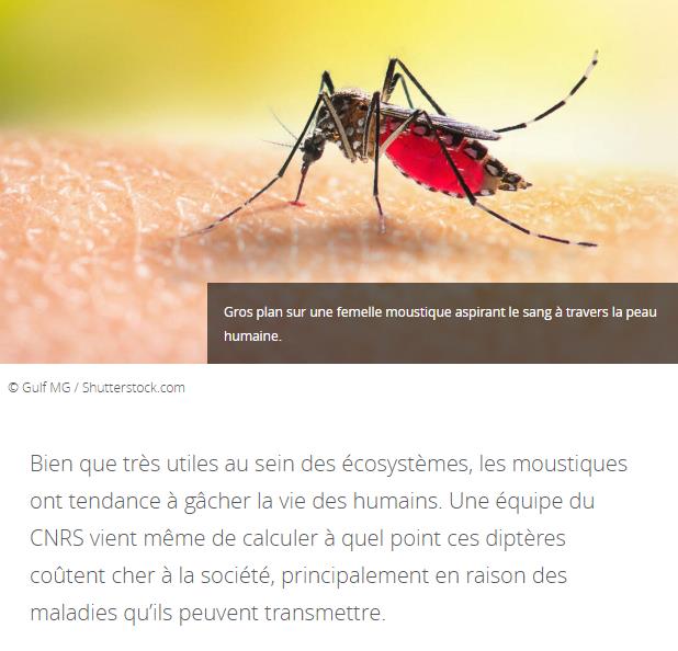 CNRS Lejournal - Les moustiques, un gouffre économique