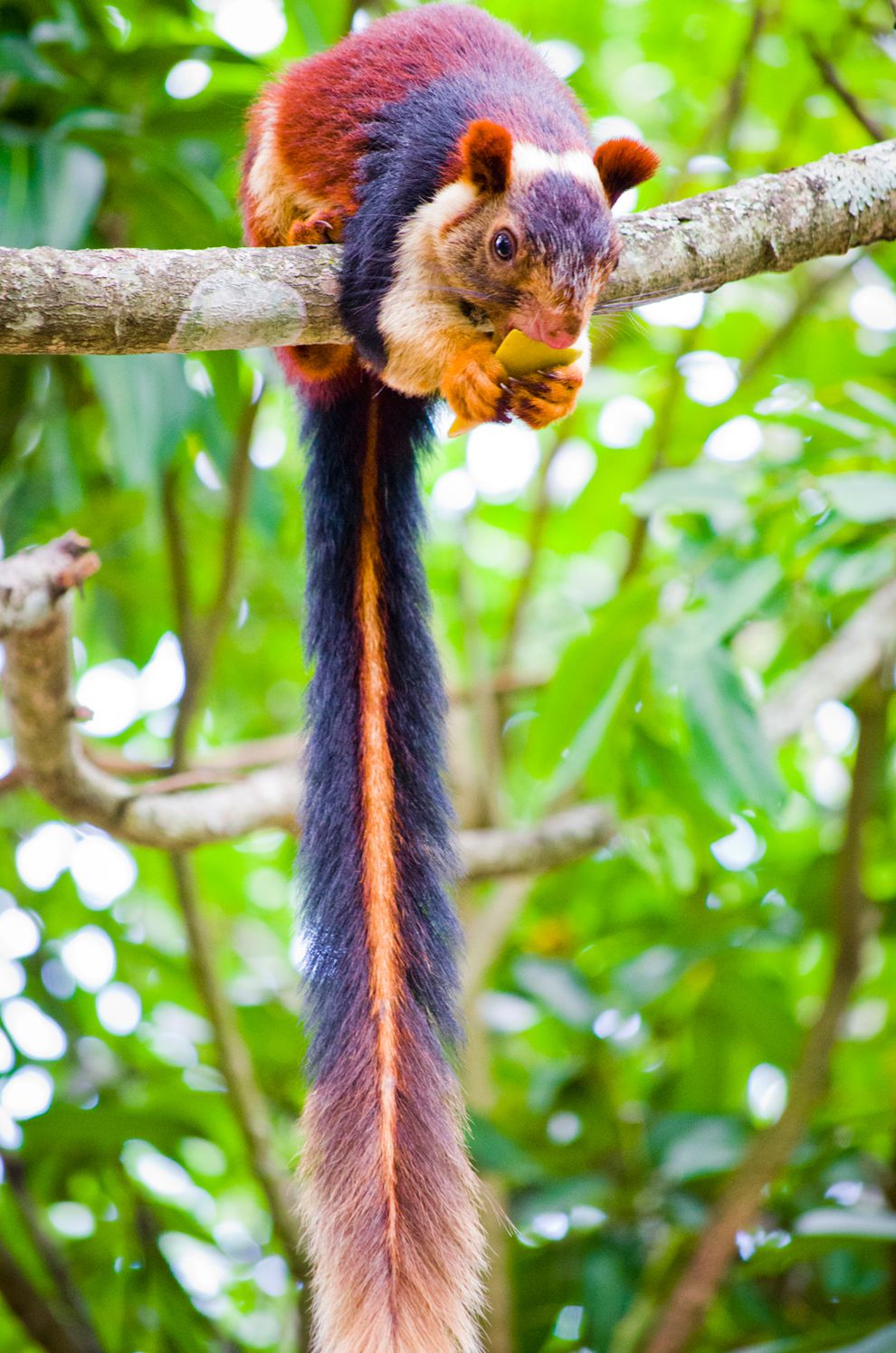 mnn.com earth-matters animals blogs indias-beautiful-giant-colorful-squirrels.jpg