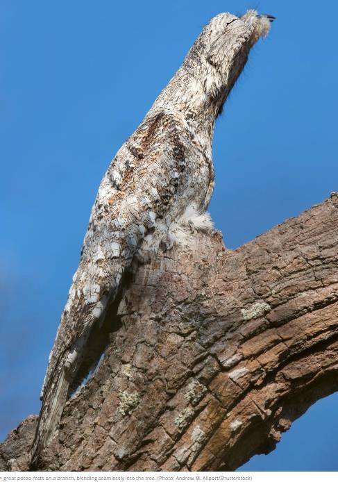 mnn.com potoo-bird-haunting-call-and-can-pretend-be-branch.jpg