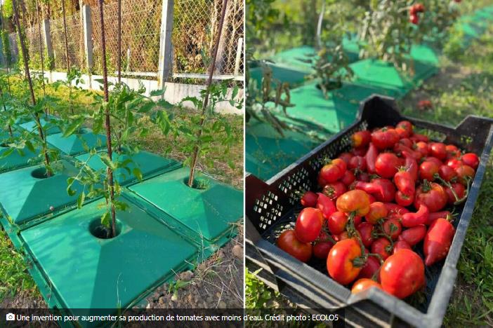 ECOLO5 : une plaque potagère pour économiser 40 % d’eau et protéger les tomates contre le mildiou