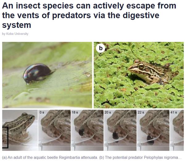 phys.org 2020-08-insect-species-vents-predators-digestive.jpg