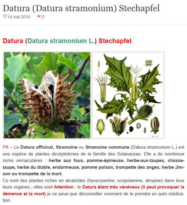 phytotheque.wordpress.com datura-datura-stramonium.jpg